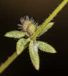 Piedmont bedstraw